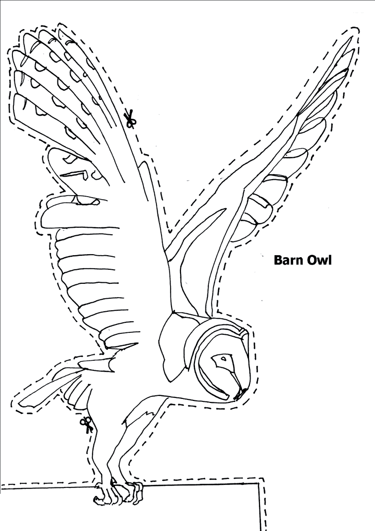 free Barn Owl coloring page picture print