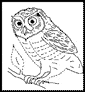 Barn Owl coloring page