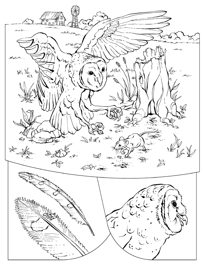 free Barn Owl coloring page picture print