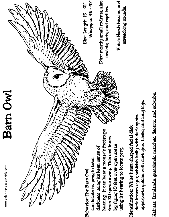 free Barn Owl coloring page picture print