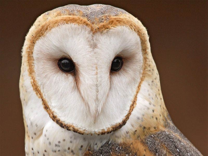 free Barn Owl wallpaper wallpapers download