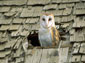 barn owl wallpaper