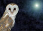 free barn owl wallpaper
