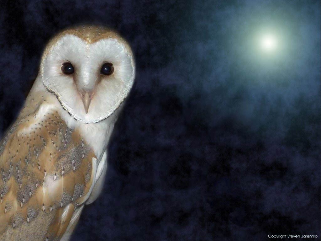 free Barn Owl wallpaper wallpapers download