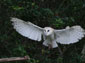 Barn Owl wallpaper