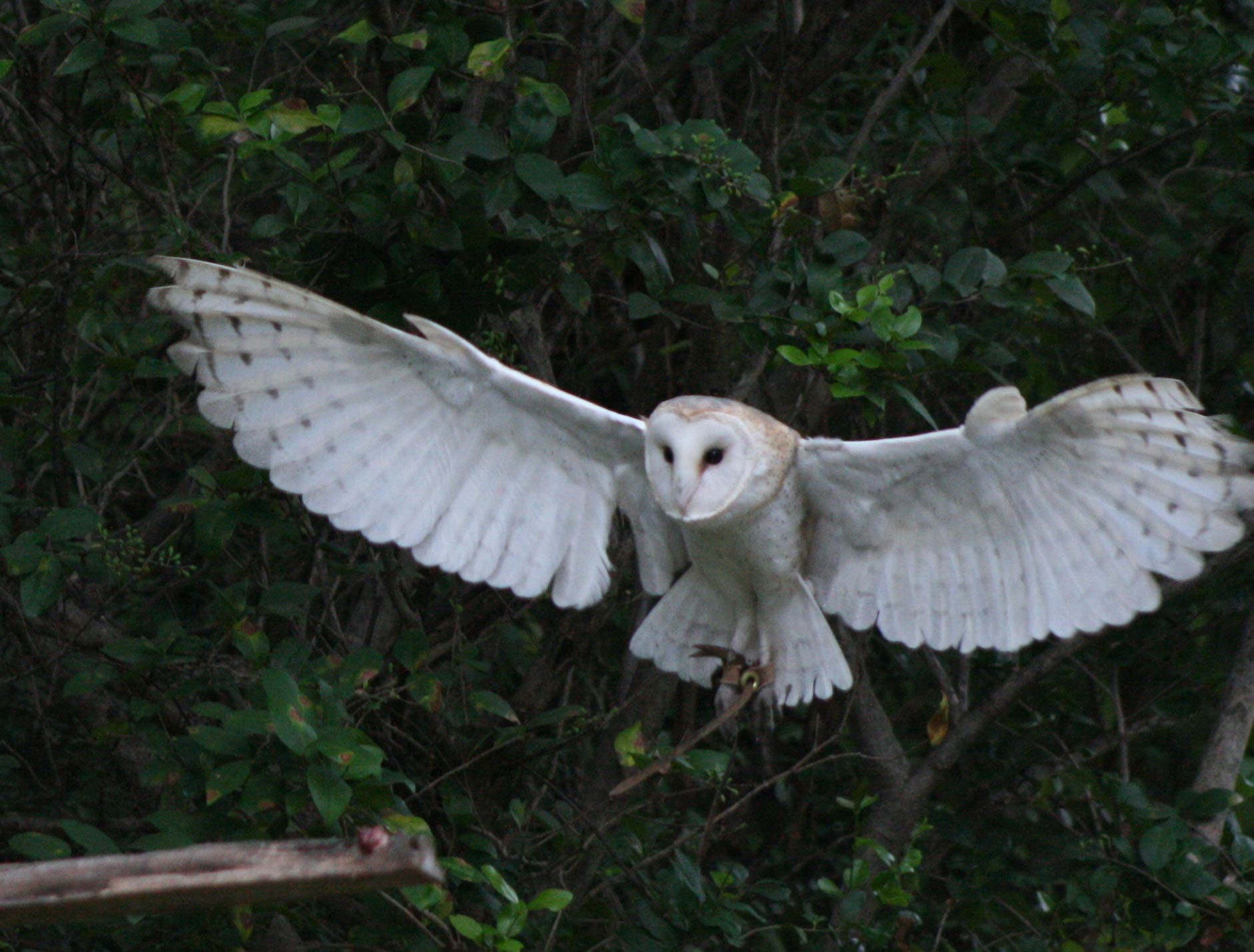 free Barn Owl wallpaper wallpapers download