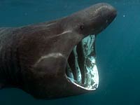 Basking Shark image