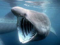 Basking Shark image