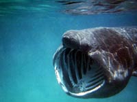 Basking Shark image