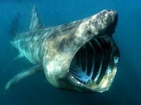 Basking Shark image