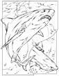 Basking Shark coloring page