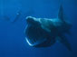 basking shark