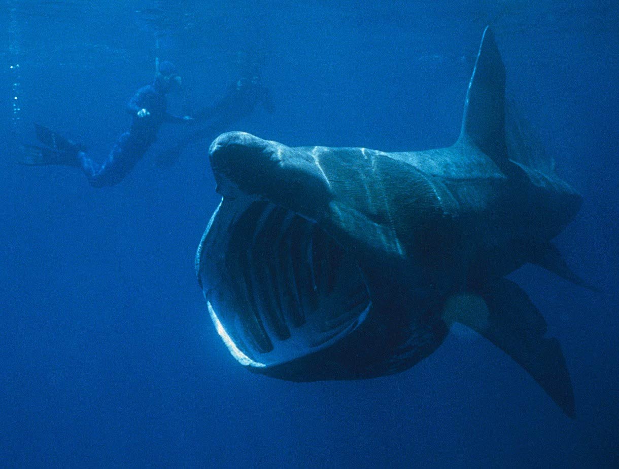 free Basking Shark wallpaper wallpapers download