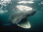 basking shark wallpapers