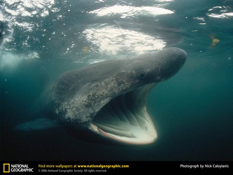 free Basking Shark wallpaper wallpapers and background