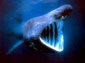 Basking Shark wallpaper
