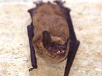 Bat image