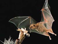 Bat image