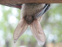 Bat image