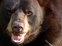 Bear close up