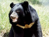 Bear image