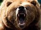 bear desktop wallpaper