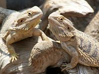 Bearded Dragon image