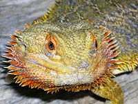 Bearded Dragon