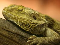 Bearded Dragon picture