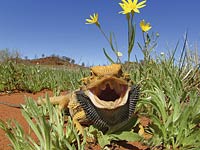 Bearded Dragon image