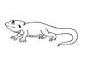 Bearded Dragon coloring page