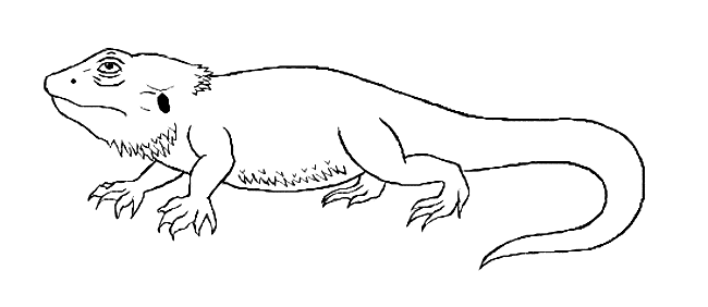 free Bearded Dragon coloring page picture