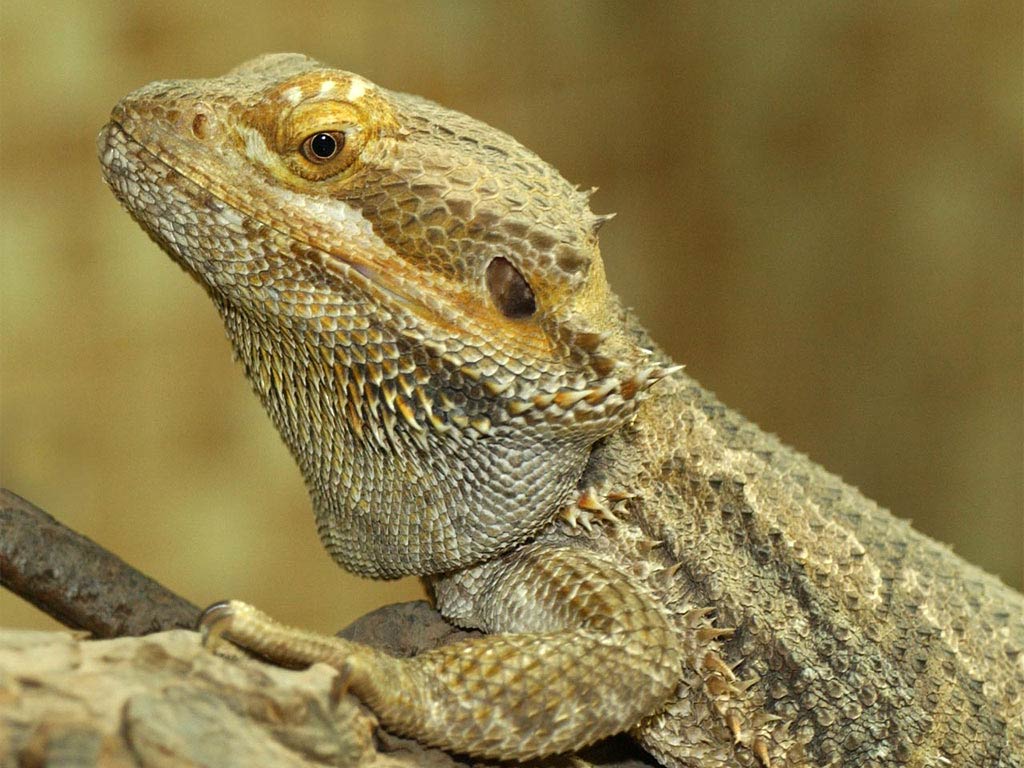 free Bearded Dragon wallpaper wallpapers download