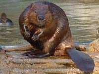 Beaver image