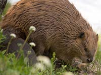 Beaver image