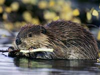 Beaver image