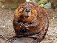 Beaver image