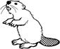 Beaver coloring page