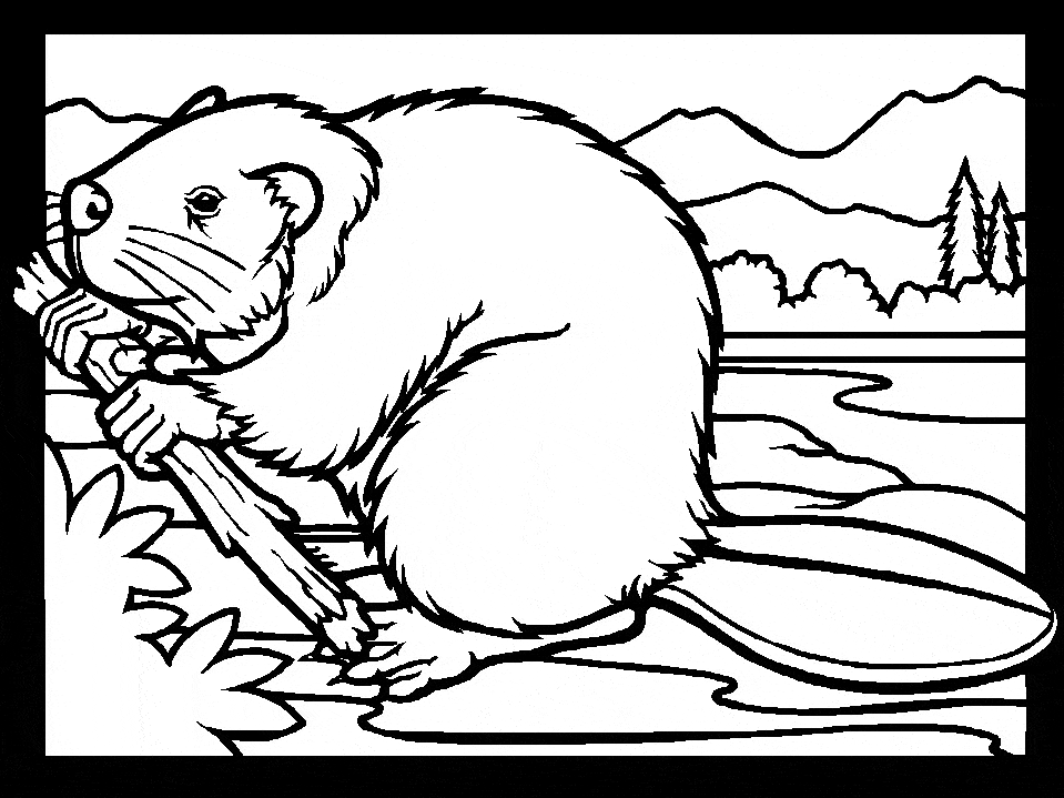 Beaver coloring printable free sheet page