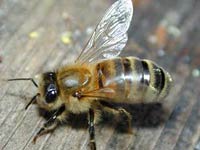 Bee image