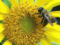 Bee sunflower