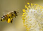 Bee wallpaper