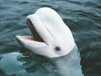 Beluga Whale picture