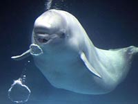 Beluga Whale image