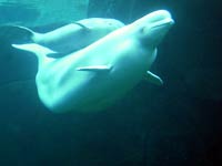 Beluga Whale image