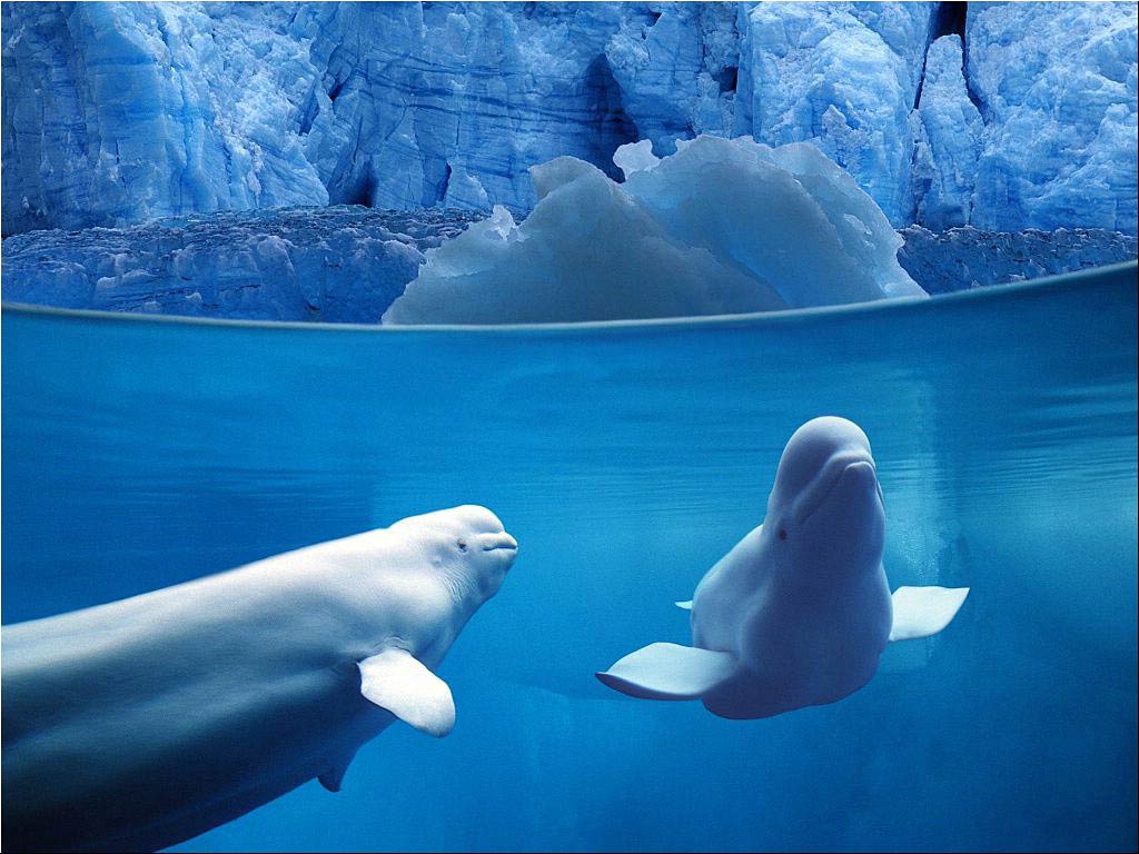 free Beluga Whale wallpaper wallpapers download