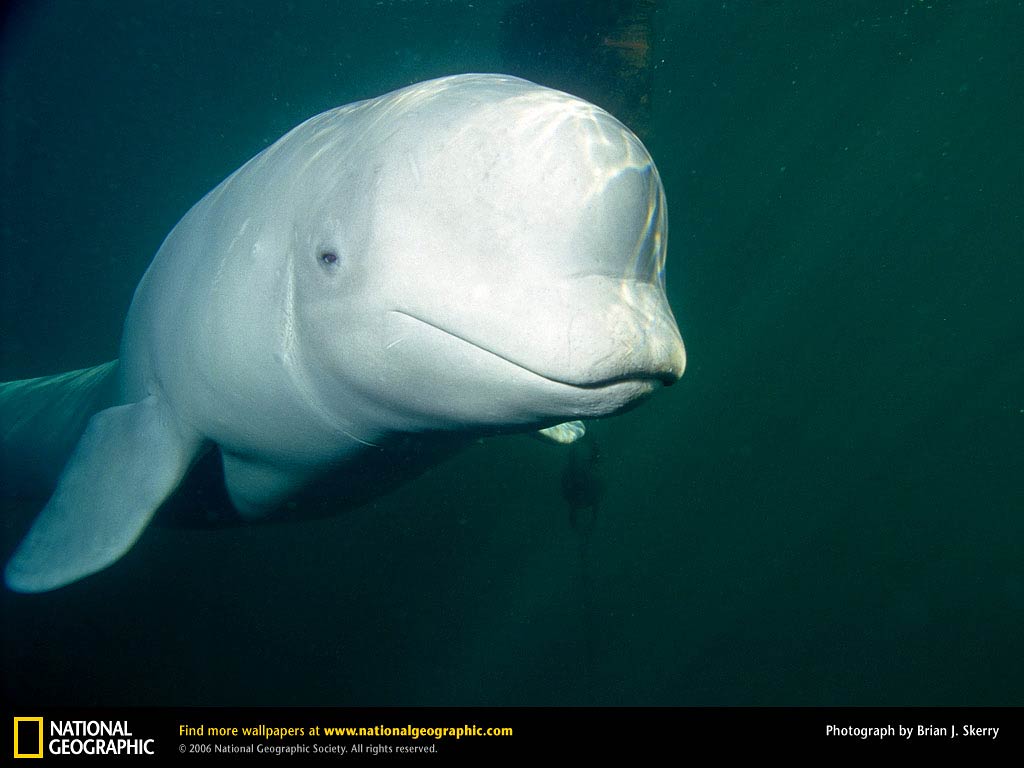 beluga whale wallpaper