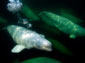 free beluga whale wallpaper