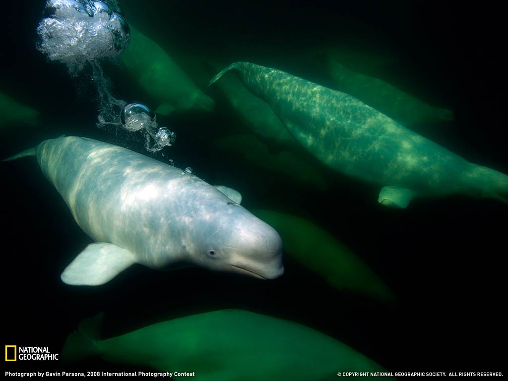 beluga whale wallpaper