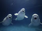 beluga whale wallpapers